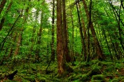世界体操团体赛冠军队员参与国际慈善活动，世界体操联合会官网